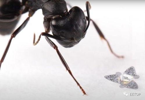 蚁型危机,揭秘微观世界中的生态灾难  第2张