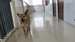 小黄狗的窝,家的温馨角落  第3张