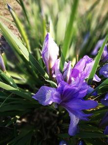 马莲花开,探寻民族风情的美丽画卷  第3张
