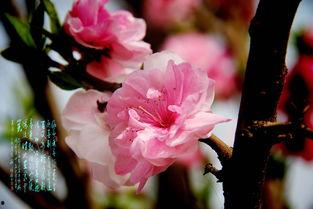 可惜明年花更好